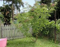 But in my new home, elder stood out as a in old traditions, elder was planted at the edge of the herb garden, to protect the space. Down To Earth Growing Elder Flowers For Drinks