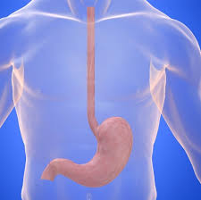 Image result for esophagus