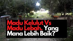 Lebah kelulut by anwar siak. Madu Kelulut In English Youtube