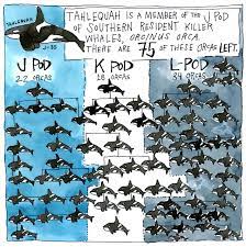 But these orca families need our help now more than ever. Orcas In Peril Part I An Ocean Empty Of Food Nrdc