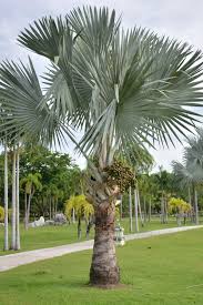Look online for tree identifiers. 11 Types Of Palm Trees In Florida