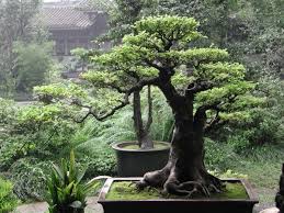 Feng Shui Garten Kreieren Sie Ihren Eingenen Platz Der Stille Bonsai Garden Bonsai Plants Bonsai Tree Care