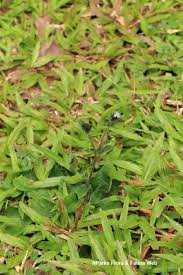 Image result for Elephantopus scaber