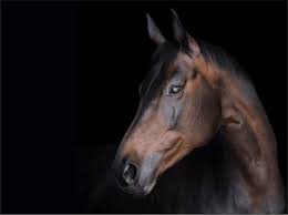 Соревнования – истории великих лошадей, полные огня