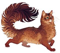 Instagram의 Giulialibard님 Somali Cat Somalicat Cats Cat Pets Pet Animals Animalart Digitalart Warrior Cats Art Animal Drawings Animal Art
