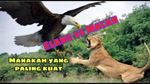 Assalamualaikum teman teman semua ini adalah burung elang vs macan !!! Burung Elang Vs Macan Manakah Yang Menang Youtube