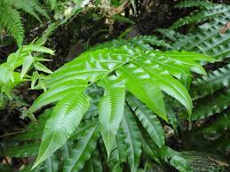 Image result for Pneumatopteris unita