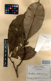 Image result for Manilkara obovata