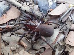 New Trapdoor Spider Group Found On Coast Hunter Valley News Muswellbrook Nsw