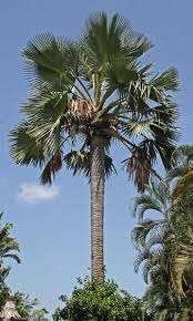 Image result for Borassus aethiopum