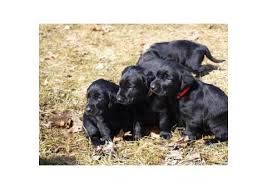 Osmanlabs (lab puppies for sale). Labrador Retriever Puppy For Sale By Ownermichigan Puppies For Sale Near Me
