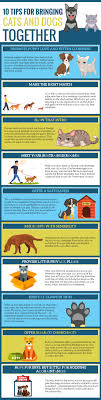 If you live in an apartment and want to add a furry the other thing to consider is how suited a dog will be to apartment life. Possibility To Bring Cat And Dog Living Together Tips Pets Care Tips Dog Cat Pet Care Tips Pet Care