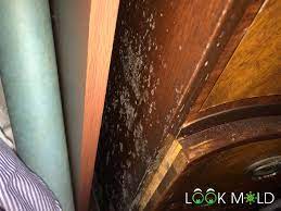 However, mildew rarely grows on surfaces other than plants and doesn't destroy materials. White Mold Expert Reveals The Danger Lurking In Your Home