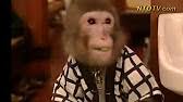 Image result for Fukuchan Monkey in wig, mask, works Restaurant!