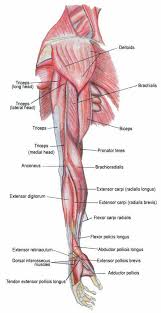 Sit up straight with both hands at the sides. Muscles Of The Arm Diagram Humanphysiology Americanhighschool Homeschool Muscle Anatomy Arm Muscle Anatomy Human Body Anatomy