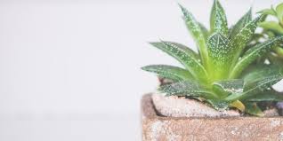 Kalanchoes are popular succulent houseplants w/ long lasting blooms. Aloe Vera Plant Care Guide Growing Info Tips Proflowers Blog