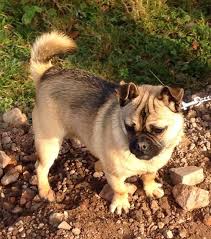 Get a boxer, husky, german shepherd, pug, and more on kijiji our wonderful little puppies are ready for their forever homes the mother is a rottweiler and the father is a rottweiler german shepherd they have. Half Pug Half Husky Pug Mix Pugs Jack Russell