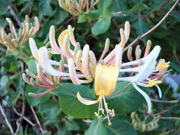 Image result for Lonicera confusa