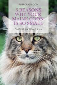 5 Reasons Why Your Maine Coon Is So Small | Purr Craze