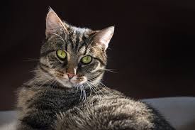 European Shorthair Cat Breed Personality Info Hills Pet