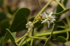 Image result for Cynanchum praecox