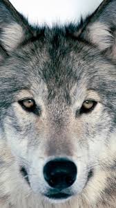 Here are the wolf desktop backgrounds for page 3. Phone Wallpaper Hd On Twitter Cool Wolf Wallpaper For Phones Https T Co Ydd9t9mtj5