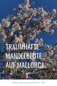 Wann ist die mandelblüte auf mallorca? 14 Mallorca Mandelblute Ideen Mallorca Bluten Mandel