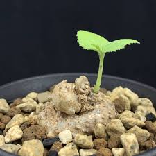 Image result for Dorstenia psilurus