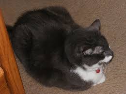 The chance that cat flea allergy is likely the cause increases if the hair loss is accompanied by bumps or scabs. Preauricular Alopecia In Cats Moonlight Reflections