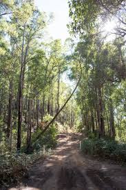 L1m1ap1 You Can Go Your Own Way 4wd Tracks Through The Forrest Near Dwellingup Wa Shot With My Nikon D Beautiful Landscapes Western Australia Landscape