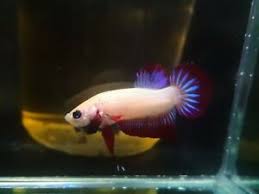 Live Betta Fish Wild Betta Imbellis 5 Month Male Size 1 3 8 Ebay
