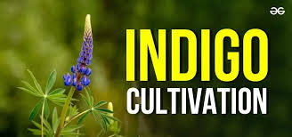 Indigo Cultivation in India Class 8 History