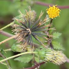 Image result for Bidens pilosa