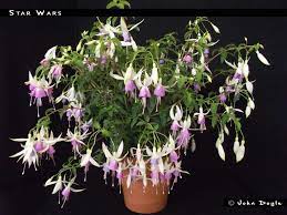 They come in four sizes: Star Wars Fuchsiafinder