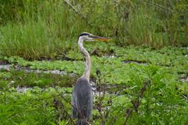 The reserve is free to visit, but make a donation at the visitor center, offers plenty of parking at convenient locations, and is open from dawn to dusk every day of the week permitting photographers to enjoy the optimum light for their photos, and peak bird activity too. Circle B Bar Reserve Trail System Lakeland Florida Hiking The Appalachians And Beyond