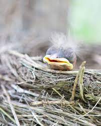 Hair, new hairstyles, 5 minute hairstyles, braided hairstyles, and more! Baby Bird Pet Birds Animals Beautiful Beautiful Birds