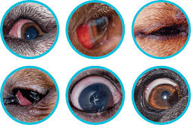 Image result for Entropion