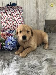 This unique breed tends to take on the body shape of the golden retriever while adopting the color. Amber Golden Retriever Puppy For Sale In Middlebury In Happy Valentines Day Happyvalentinesday2016i