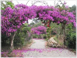 Maybe you would like to learn more about one of these? Da Lat Flowers
