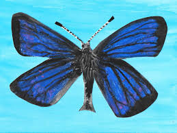 Maybe you would like to learn more about one of these? Draw A Butterfly Challenge Winners Amnh