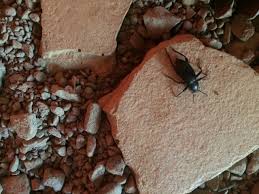 Harlequin beetle, (acrocinus longimanus), large tropical american beetle with an elaborate variegated pattern of black with muted red and greenish yellow markings on its wing covers. The Arthropod Hunter