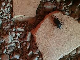 Harlequin beetle , acrocinus longimanus (cerambycidae). The Arthropod Hunter