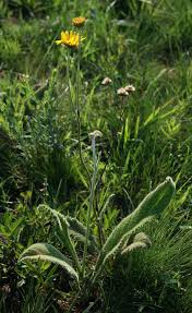 Image result for Berkheya setifera