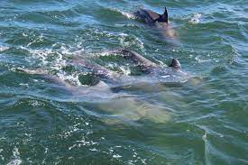 For different choices, please review the avg. 15 Best Things To Do In Port Aransas Lone Star Travel Guide