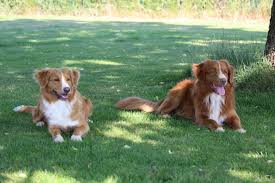The toller's trademark is a coat of stunning crimson, ranging from golden red to a dark coppery color, with white markings. Nova Scotia Duck Tolling Retriever Zucht Feli Omar