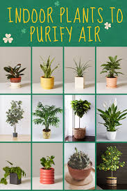 Indoor Plants Decor Living Room To Clean Purify Air Air Clean Decor Indoor Living Plants Purify Room In 2020 Indoor Plants Clean Air Indoor Plants Plant Decor