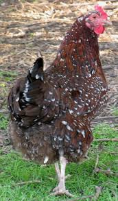 Black And White Speckled Chicken Name Speckled Sussex Chicken Breeds Chickens Chickens Backyard