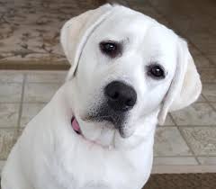 Check spelling or type a new query. Twin Ponds Labradors Snow White Lab Breeder White Labrador Puppy White Lab Puppies White Labrador