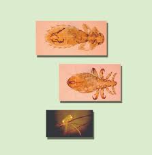 Image result for what do Mallophaga look like in dog fur