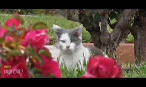 Konusan Kediler 2 En Komik Kedi Videolari Seyredelim Com